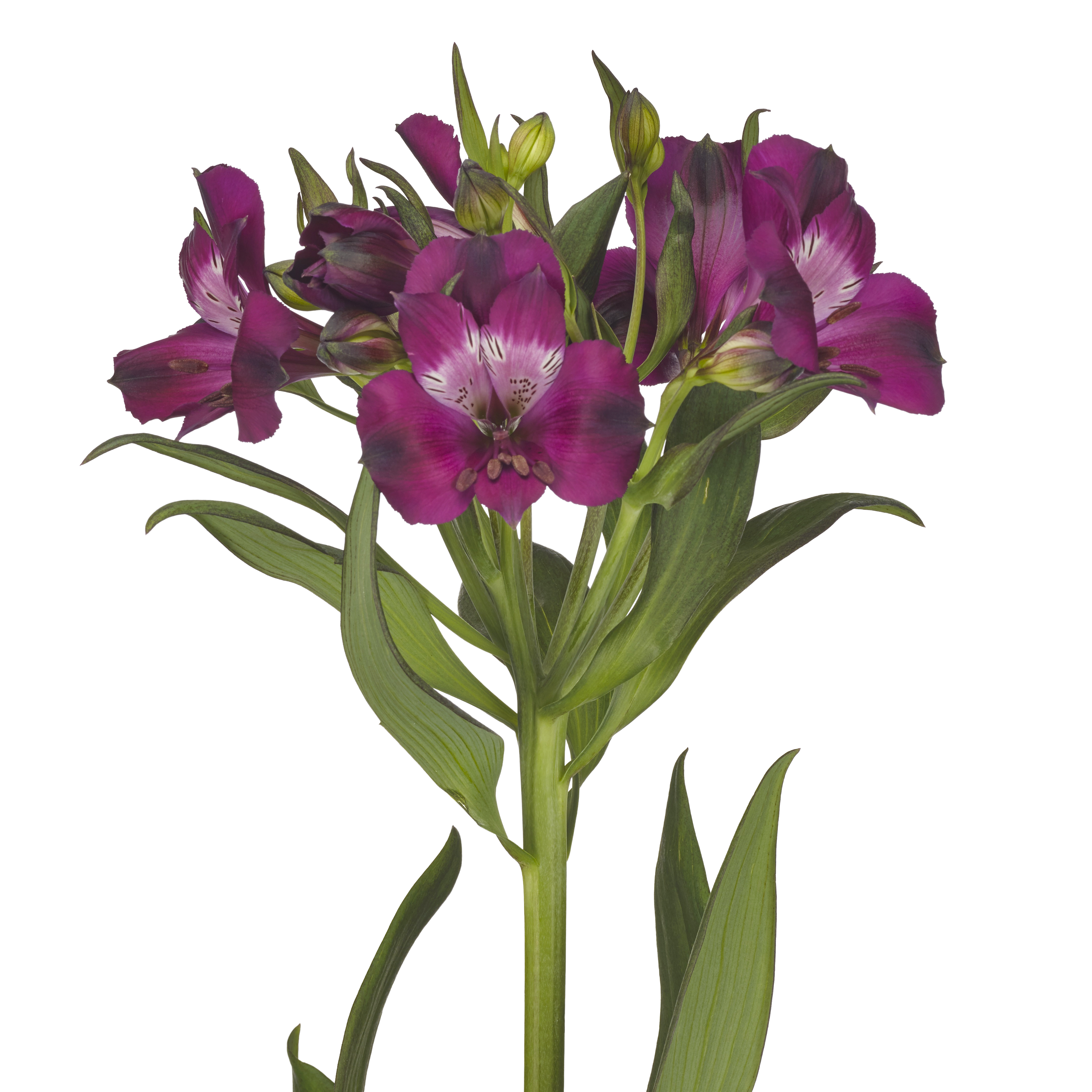 Morado: pure elegancy