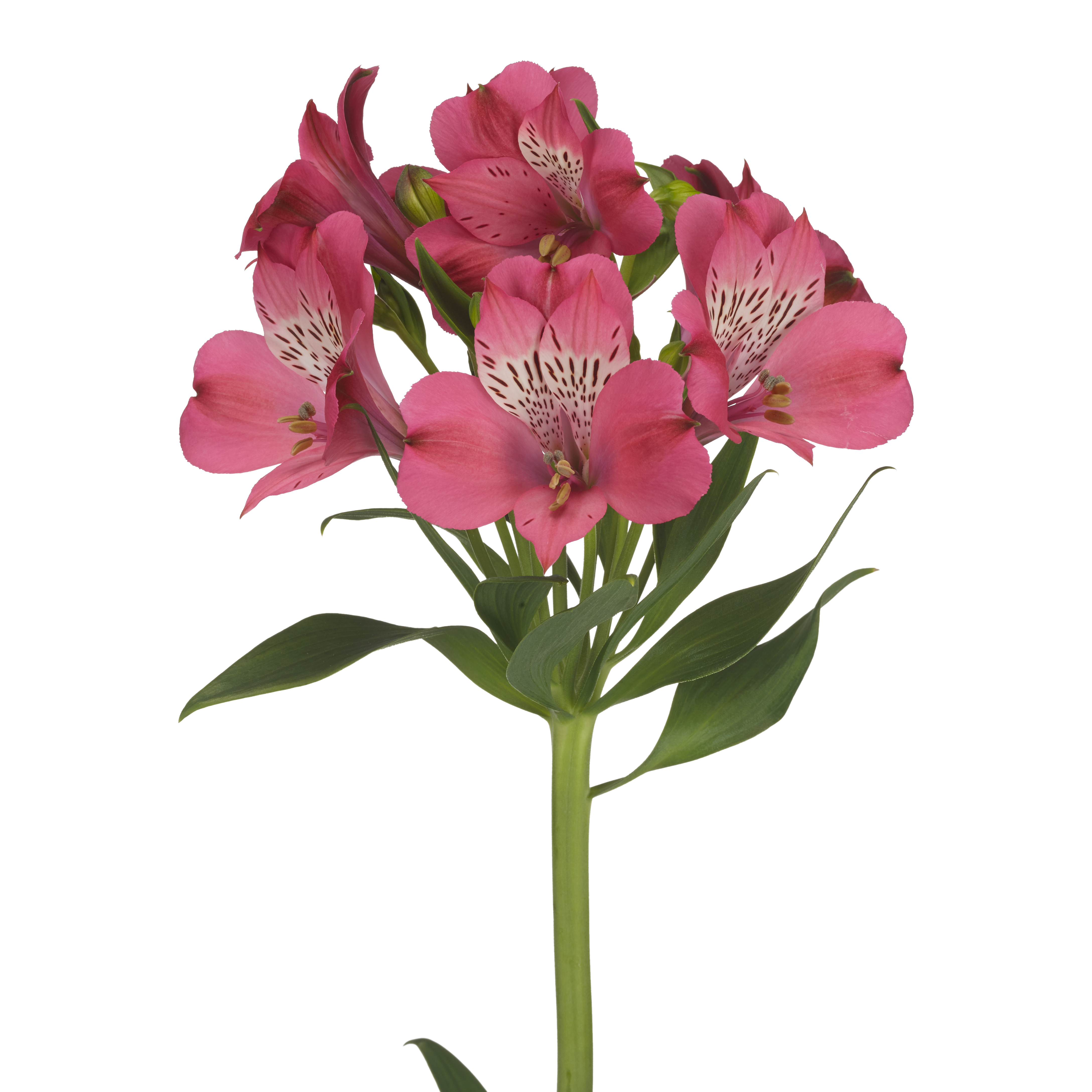 Bubblicious: roze alstroemeria