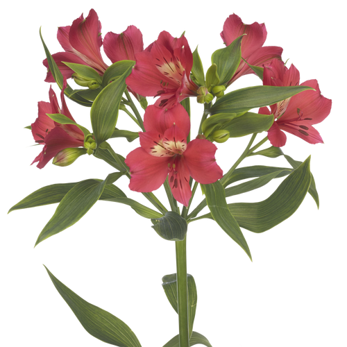 Tania: roze met een geel hart